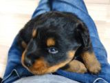 Rottweiler Yavruları