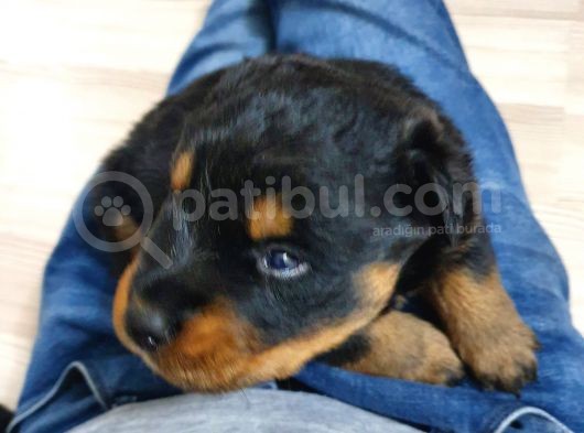 Rottweiler Yavruları görsel