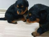 Rottweiler Yavruları
