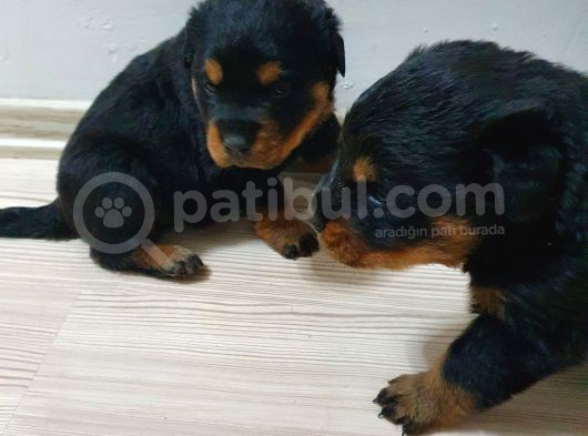 Rottweiler Yavruları görsel