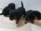 Rottweiler Yavruları