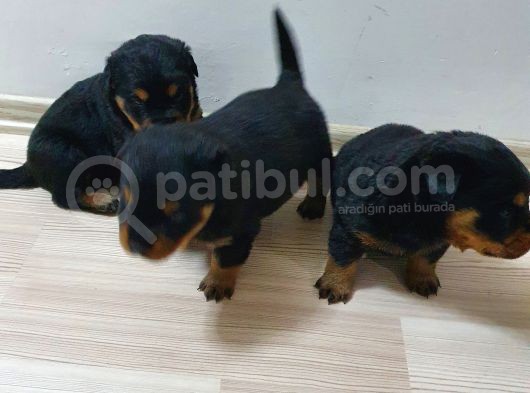 Rottweiler Yavruları
