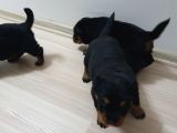 Rottweiler Yavruları