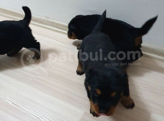 Rottweiler Yavruları görsel
