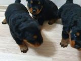Rottweiler Yavruları