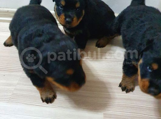 Rottweiler Yavruları görsel