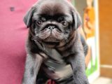 Siyah Erkek Pug Yavrularımız