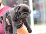Siyah Erkek Pug Yavrularımız