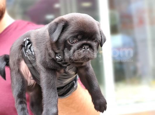 Siyah Erkek Pug Yavrularımız görsel