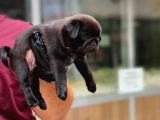 Siyah Erkek Pug Yavrularımız