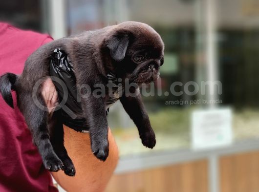 Siyah Erkek Pug Yavrularımız görsel