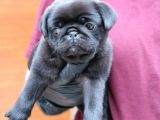 Siyah Erkek Pug Yavrularımız