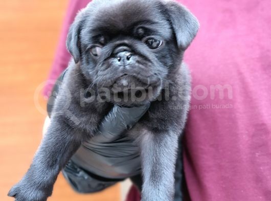 Siyah Erkek Pug Yavrularımız görsel