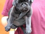 Siyah Erkek Pug Yavrularımız