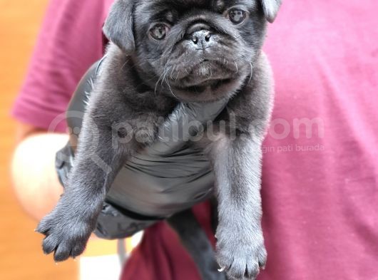 Siyah Erkek Pug Yavrularımız görsel