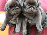 Siyah Erkek Pug Yavrularımız