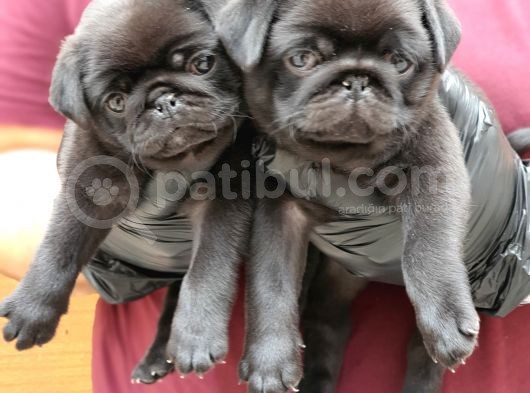Siyah Erkek Pug Yavrularımız görsel