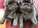Siyah Erkek Pug Yavrularımız