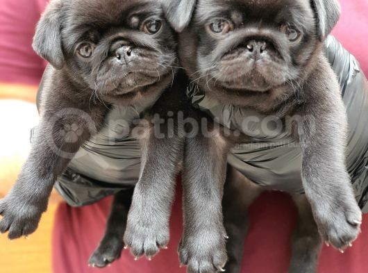 Siyah Erkek Pug Yavrularımız görsel