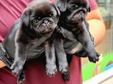 Siyah Erkek Pug Yavrularımız
