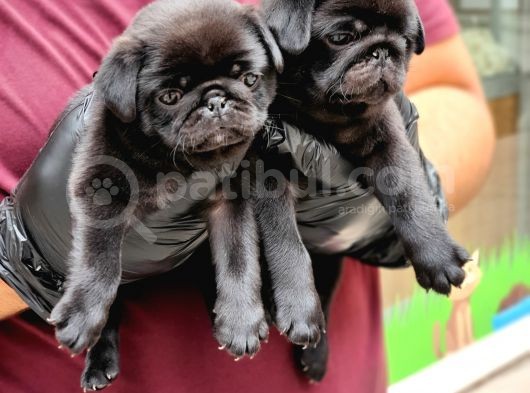 Siyah Erkek Pug Yavrularımız görsel