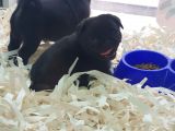 Siyah Erkek Pug Yavrularımız