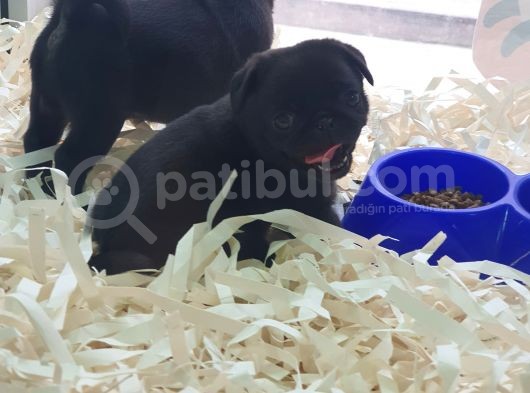 Siyah Erkek Pug Yavrularımız görsel