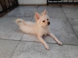 Minyatür Alman Spitz