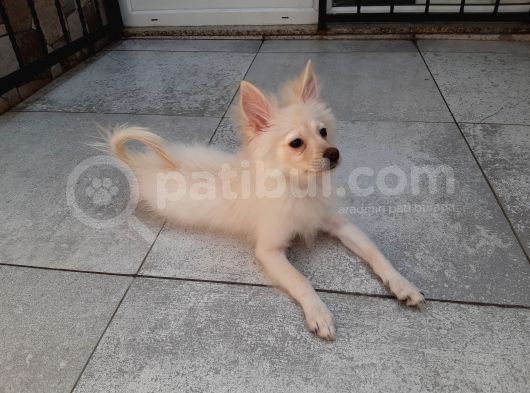 Minyatür Alman Spitz görsel
