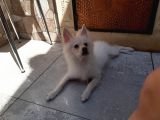 Minyatür Alman Spitz