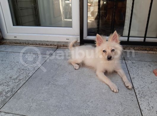 Minyatür Alman Spitz