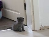 British Shorthair Ve Scottish Fold Yavrularımıza Sıcak Bir Yuva Arıyoruz