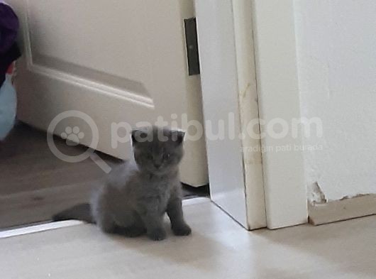 British Shorthair Ve Scottish Fold Yavrularımıza Sıcak Bir Yuva Arıyoruz görsel