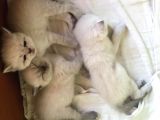 Beyaz British Shorthair Yavrum Rezerveye Açıktır