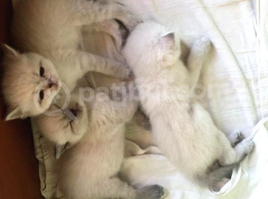 Beyaz British Shorthair Yavrum Rezerveye Açıktır görsel
