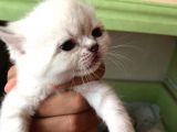 Beyaz British Shorthair Yavrum Rezerveye Açıktır