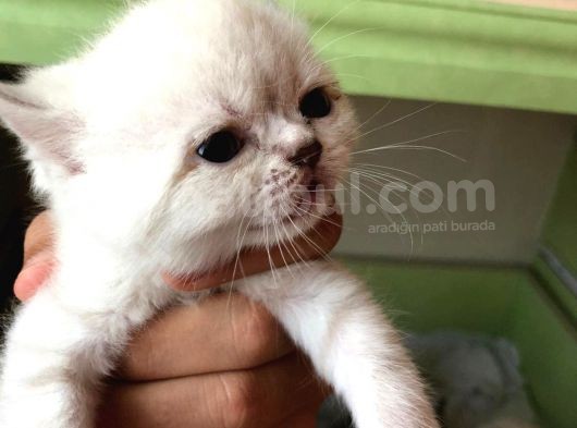 Beyaz British Shorthair Yavrum Rezerveye Açıktır görsel