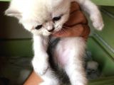Beyaz British Shorthair Yavrum Rezerveye Açıktır