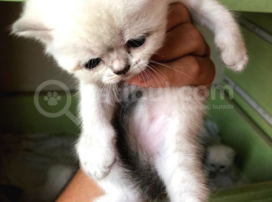 Beyaz British Shorthair Yavrum Rezerveye Açıktır görsel