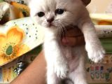 Beyaz British Shorthair Yavrum Rezerveye Açıktır