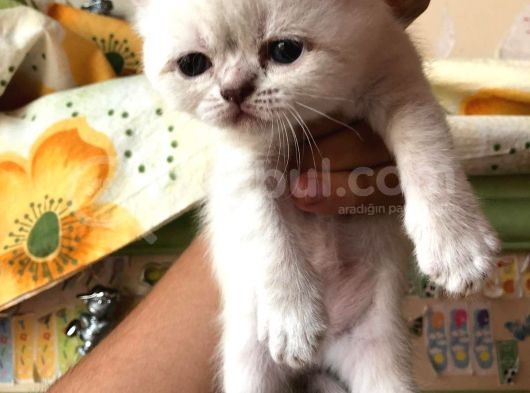 Beyaz British Shorthair Yavrum Rezerveye Açıktır görsel