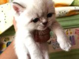 Beyaz British Shorthair Yavrum Rezerveye Açıktır