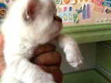 Beyaz British Shorthair Yavrum Rezerveye Açıktır