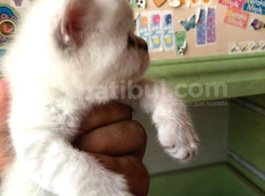 Beyaz British Shorthair Yavrum Rezerveye Açıktır görsel