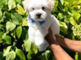 Tatlı Maltese Terrier