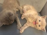 Sevimli Yavru British Shorthair Kediler