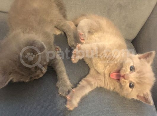 Sevimli Yavru British Shorthair Kediler