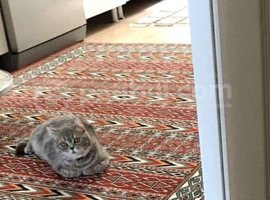 British Shorthair Silver Tabby 1 Yaşında Dişi Kısırlaştırılmış görsel