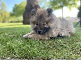 3 Aylık Erkek Chow Chow Kocaeli