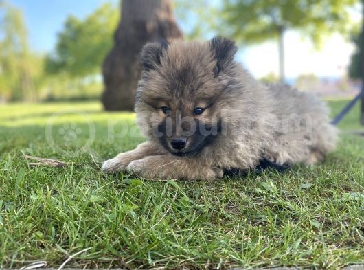 3 Aylık Erkek Chow Chow Kocaeli görsel
